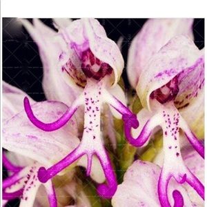 Meet your Posher, Lynette